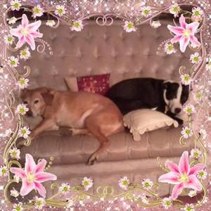 Meet your Posher, Donna